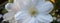 Beautiful white clematis closeup in the garden macro