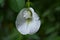 Beautiful white Clitoria ternatea flower