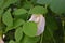 Beautiful white Clitoria ternatea Flower on Plant.