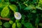 Beautiful white clitoria ternatea or white butterfly pea flower with green leaves on background