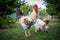 Beautiful white cock on the poultry in a hungarian farm