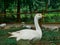 Beautiful white color duck at green grass asian park field