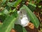 A beautiful white color flower.