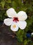 Beautiful White Color `Hibiscus Syriacus` Flower