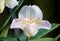 Beautiful white color of Paphiopedilum Rosy Dawn Superbum orchid