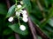 Beautiful white color seeds of night- blooming jasmine