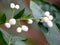 Beautiful white color seeds of night- blooming jasmine