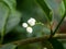Beautiful white color seeds of night- blooming jasmine