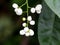 Beautiful white color seeds of night- blooming jasmine