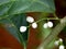 Beautiful white color seeds of night- blooming jasmine