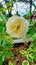 beautiful white colored flowers with beautiful water grains in the garden