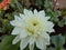 Beautiful white colour Dahlia flower