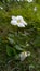 Beautiful white colour flowers images, Nature stock photo