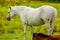 Beautiful white Connemara Pony on the green grass with her brown foal next to her lying on the grass