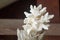 Beautiful white coral as decoration in exotic place