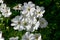 Beautiful white cosmea flowews