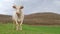 Beautiful white cow standing alone in the green field