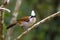 Beautiful white-crested laughingthrush (Garrulax leucolophus) po