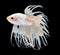 Beautiful white crowntail betta fish siamese fighting fish isolated on black background