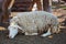 Beautiful, white, cute, curly lamb sleeping on the floor in the barn for the animals.