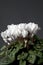 Beautiful white cyclamen