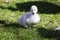 Beautiful white cygnet. Baby black-necked swan Cygnus melancory