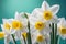 Beautiful white daffodils or narcissus flower against turquoise background. Spring theme