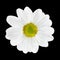 Beautiful White Dahlia Flower Head Isolated