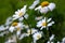 Beautiful white daisies in the field. Different types of chamomile flowers with green grass. Old and young flowers together