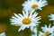 Beautiful white daisies and flowers growing in a lush botanical garden in the sun outdoors. Closeup of vibrant