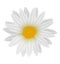 Beautiful white daisy.