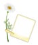 A Beautiful White Daisy with Blank Photos