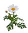 Beautiful white Daisy with buds and green leaves isolated on white background, including clipping path