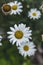 Beautiful white daisy close up. Herbal tea. Oxeye daisy or dog daisy in garden
