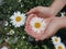 Beautiful white daisy flower blossom in young woman hands on background of green garden. Top view, high angle view. Love, care and