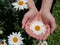 Beautiful white daisy flower blossom in young woman hands on background of green garden. Top view, high angle view. Love & care.