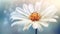 Beautiful white daisy flower on blurred background with bokeh