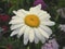 Beautiful white daisy flower close up in the garden