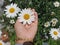 Beautiful white daisy flowers blossom in a young woman hand on green garden background. Love