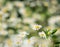 Beautiful white daisy flowers on natural bokeh background
