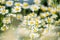 Beautiful white daisy flowers. Panoramic summer view of blooming wild flowers on meadow