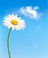 Beautiful white daisy in front of the blue sky.