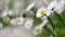 Beautiful white daisy growing in a summertime