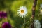 Beautiful white dalia flowers