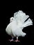 Beautiful white decorative dove