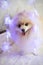 Beautiful white dog. Christmas garland in the form of snowflakes. Winter. New year. Christmas. German Spitz. Pomeranian.