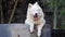 A beautiful white dog guarding a house looking behind a fence and yawning.