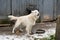 Beautiful white dog near the cage guards the house