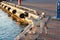 Beautiful white dog stands on the pier and is waiting for its owner