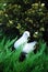 Beautiful white dove sitting on the ground in green grass bush